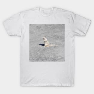 Ground squirrel, Silverwood Lake, San Bernardino Mountains, California. T-Shirt